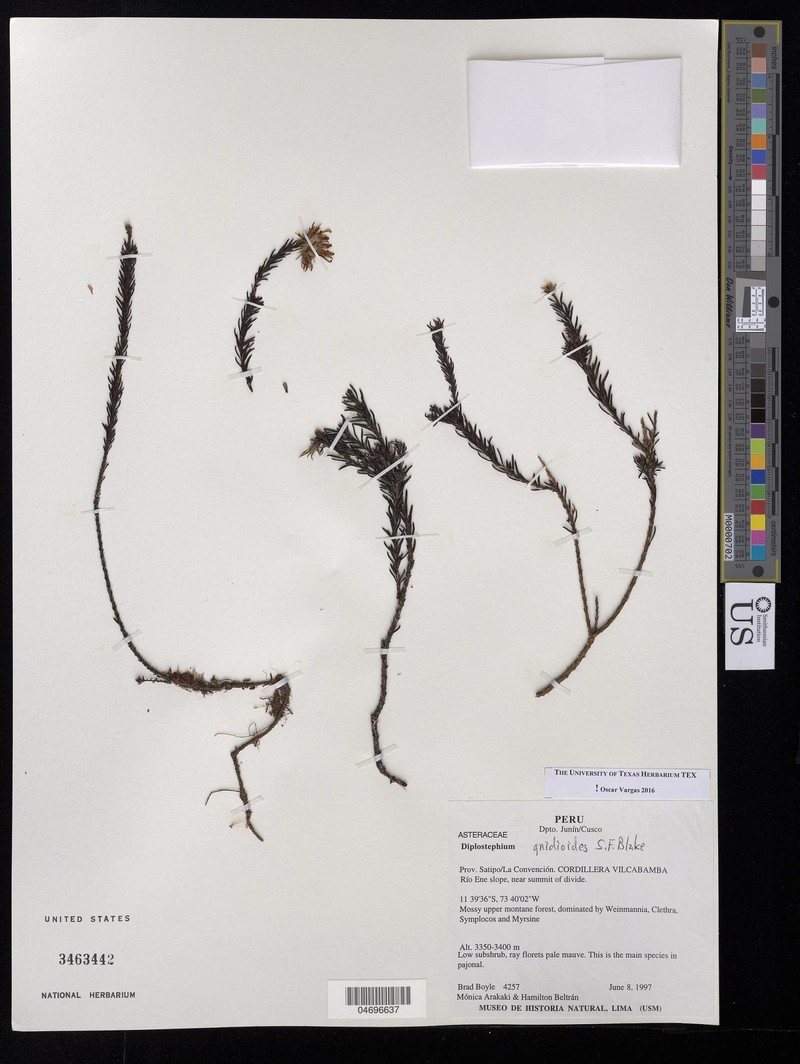 Diplostephium gnidioides