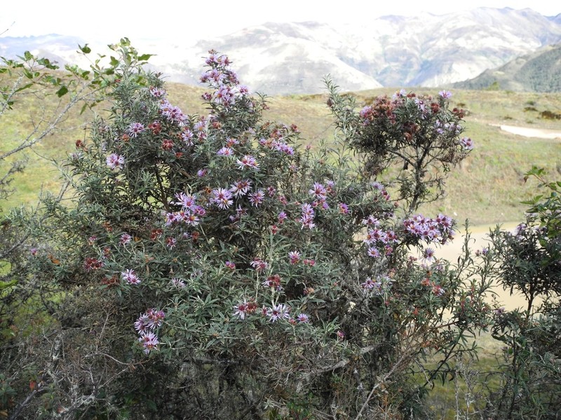 Diplostephium goodspeedii photo 3