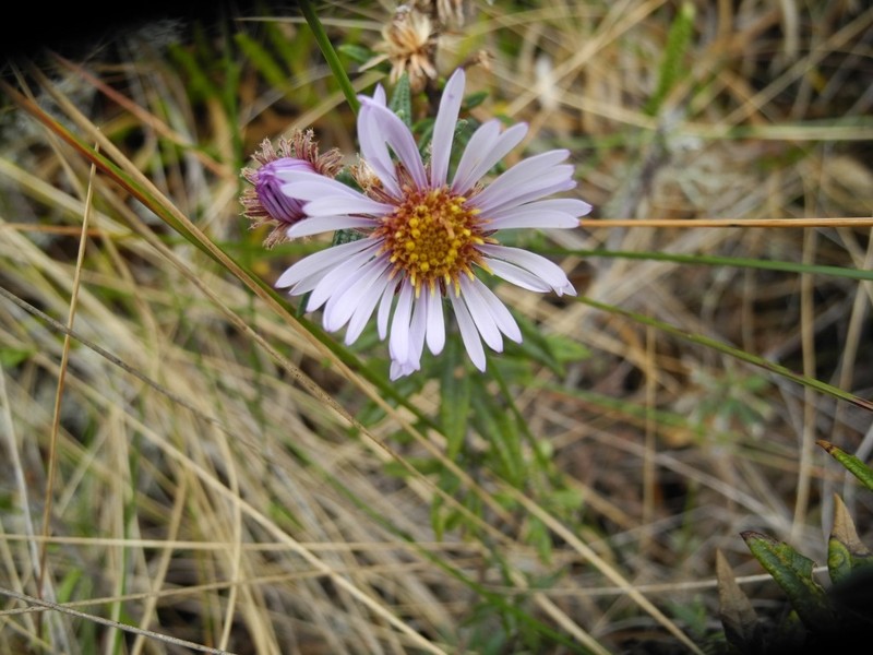 Diplostephium goodspeedii photo 5