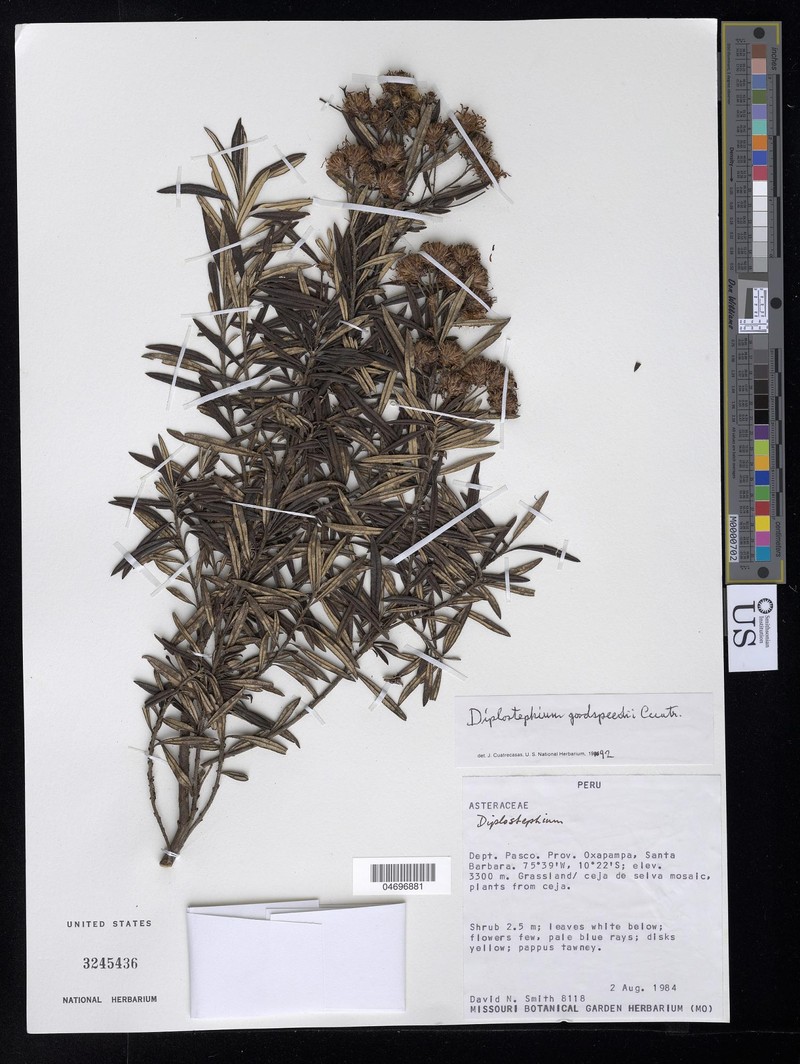 Diplostephium goodspeedii photo 8