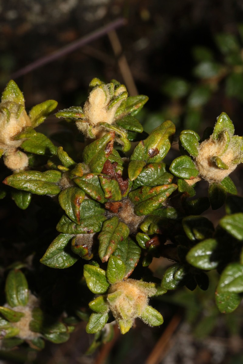 Diplostephium gynoxyoides photo 2