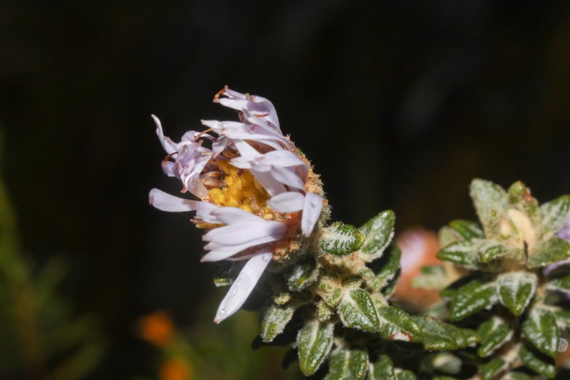 Diplostephium gynoxyoides photo 3
