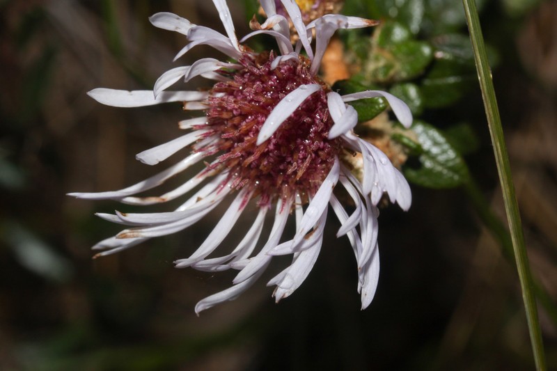 Diplostephium gynoxyoides photo 4