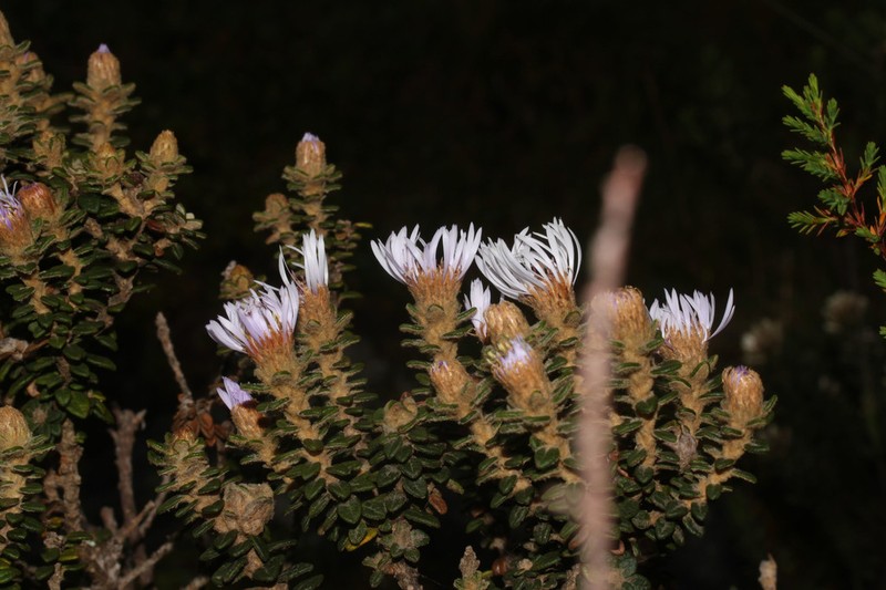Diplostephium gynoxyoides photo 6