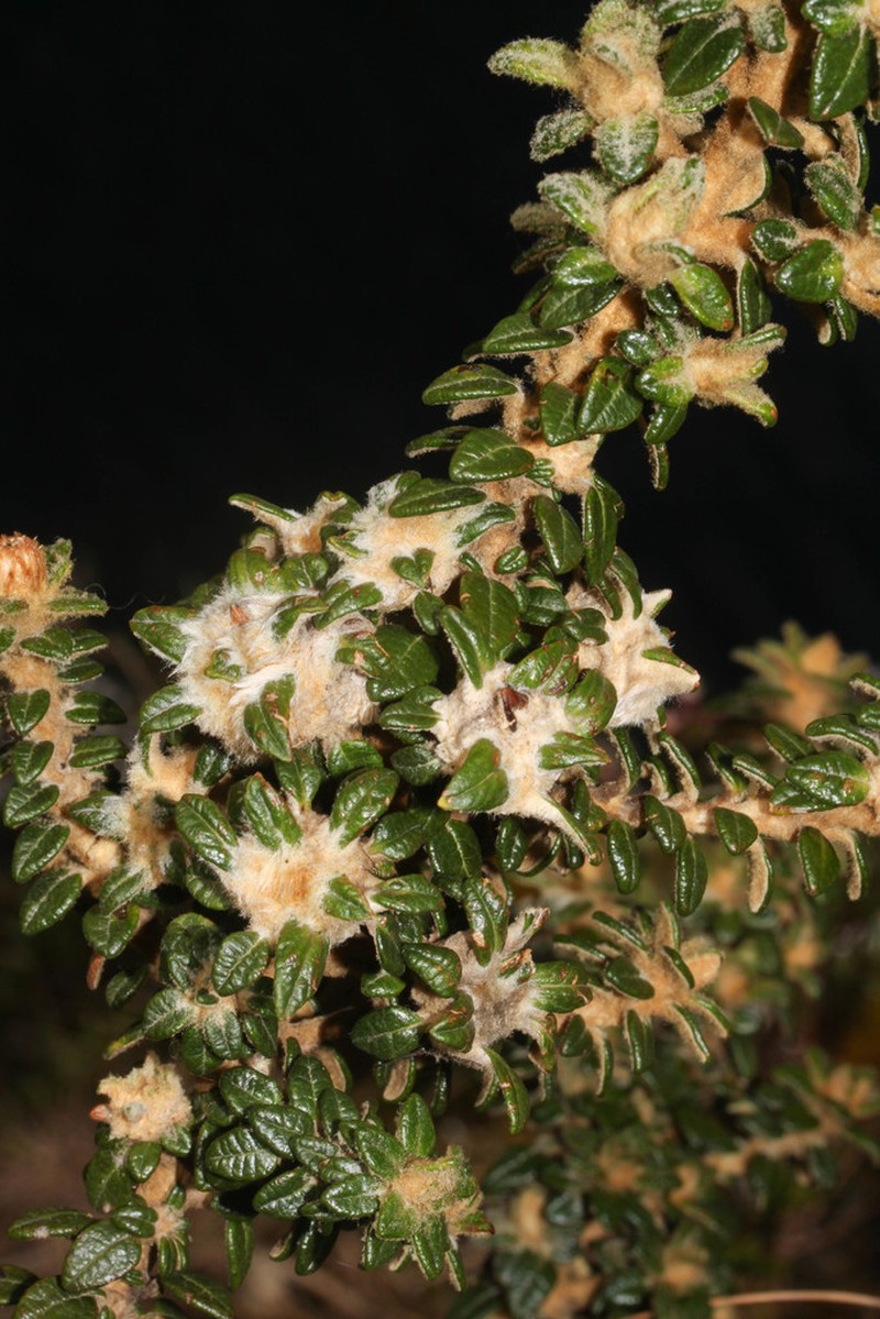 Diplostephium gynoxyoides photo 7