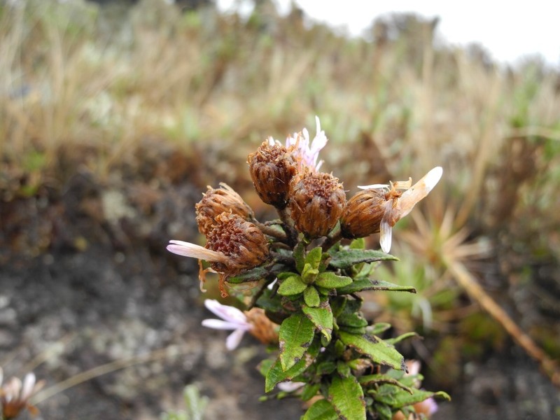 Diplostephium gynoxyoides photo 8