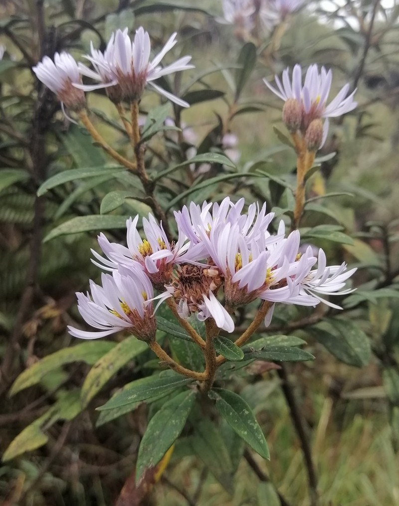 Diplostephium haenkei photo 2