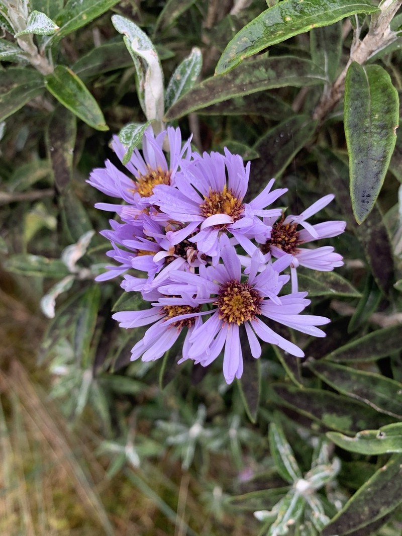 Diplostephium haenkei photo 3