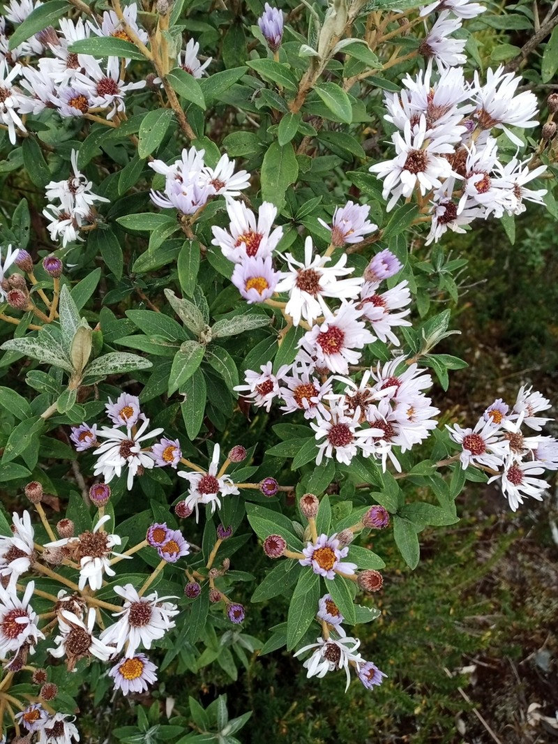 Diplostephium haenkei photo 4