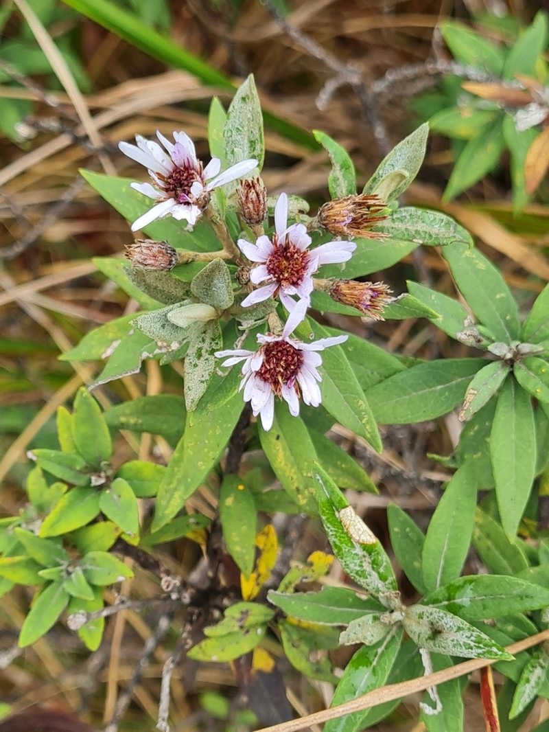 Diplostephium haenkei photo 5