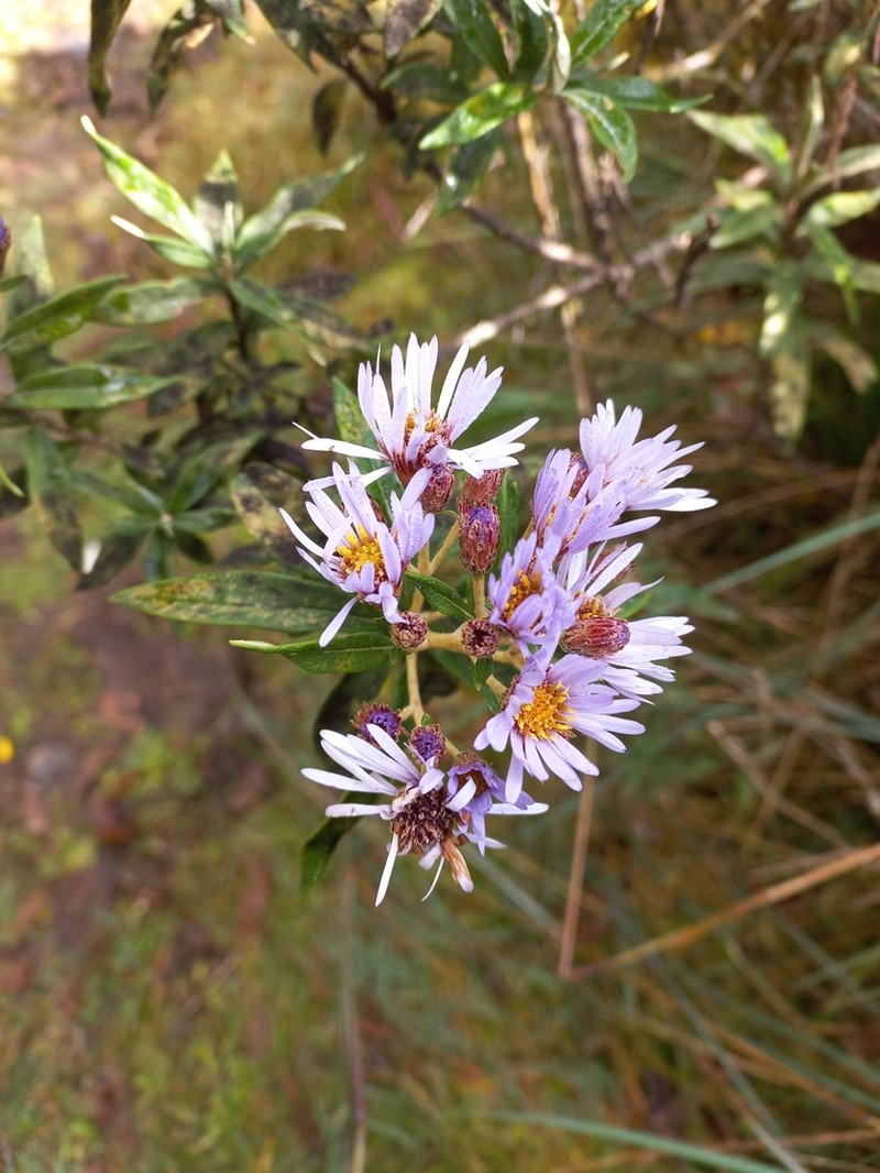 Diplostephium haenkei photo 6
