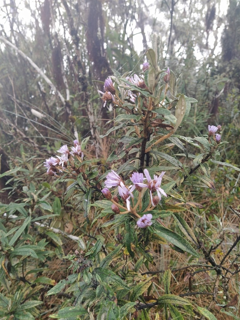 Diplostephium haenkei photo 7