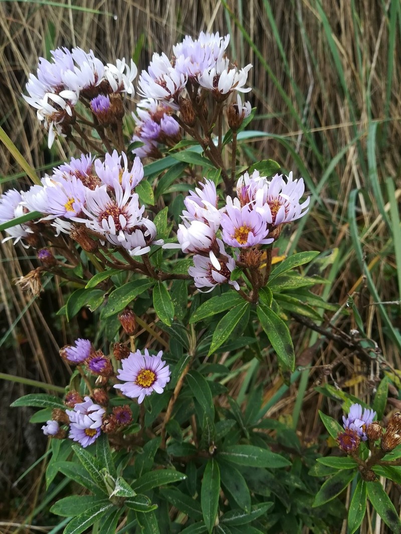 Diplostephium haenkei photo 8