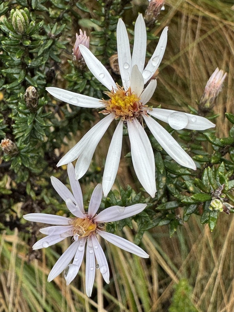 Diplostephium hartwegii photo 2