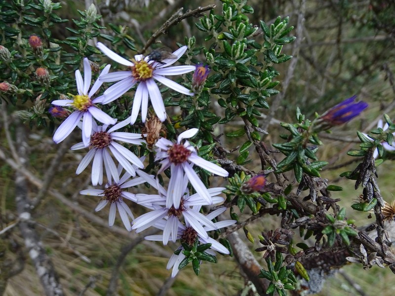 Diplostephium hartwegii photo 3