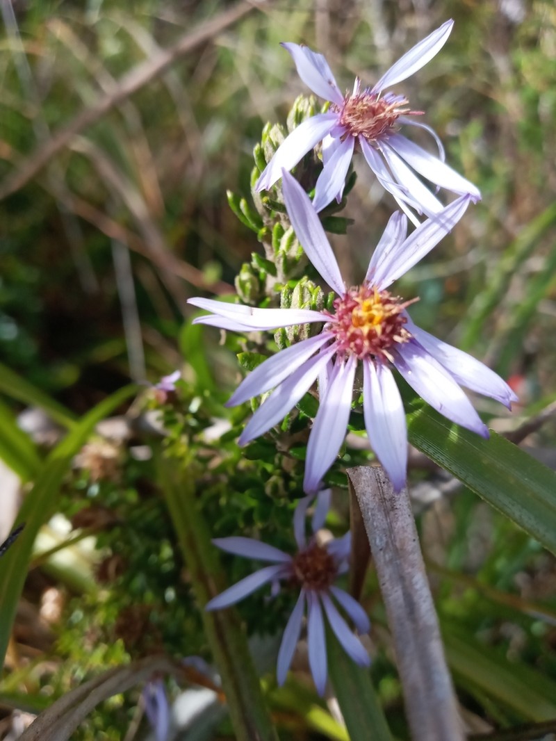 Diplostephium hartwegii photo 4