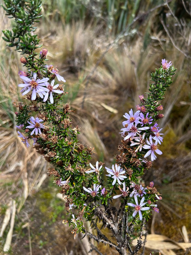 Diplostephium hartwegii photo 5