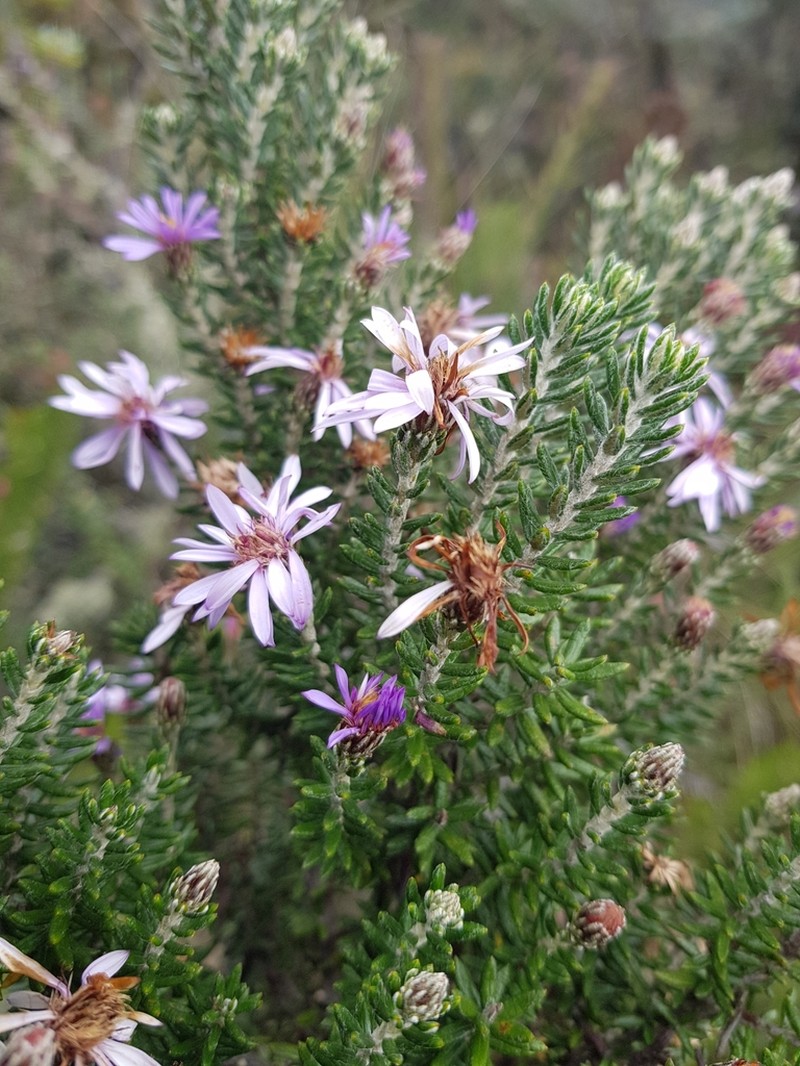 Diplostephium hartwegii photo 6