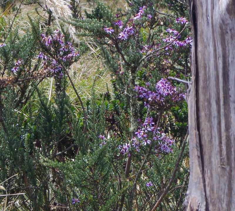 Diplostephium hartwegii photo 8