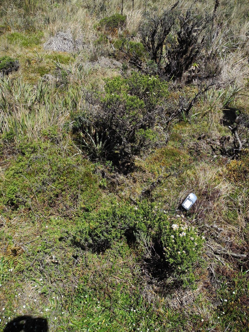 Diplostephium juniperinum photo 2