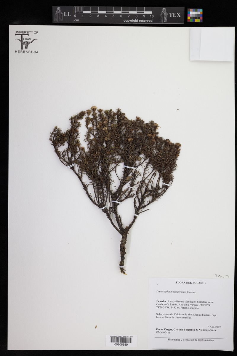 Diplostephium juniperinum photo 3