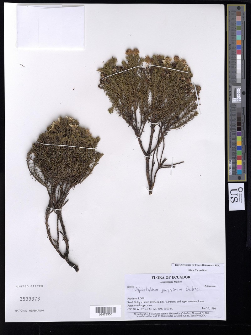 Diplostephium juniperinum photo 4