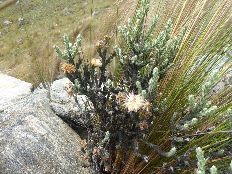 Diplostephium lanatum photo 2