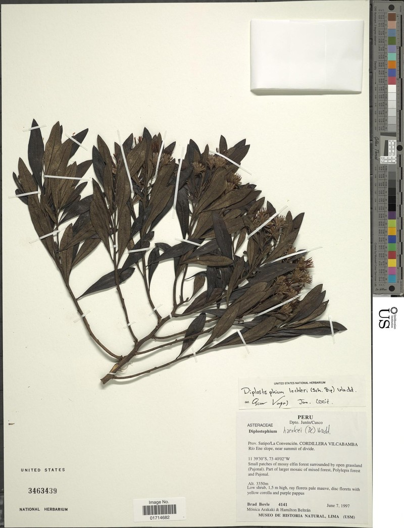 Diplostephium lechleri photo 3