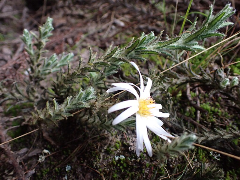 Diplostephium leucactinum