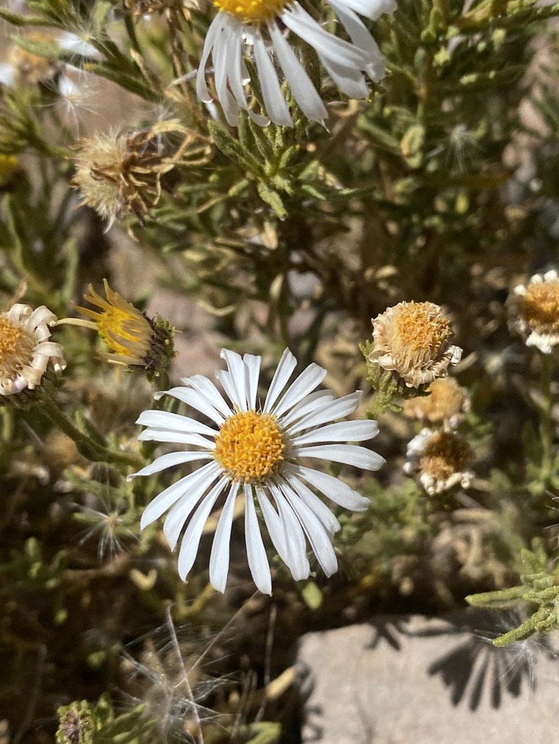 Diplostephium meyenii