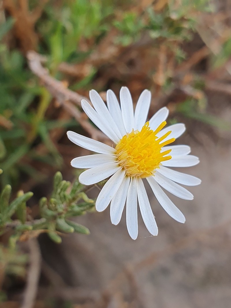 Diplostephium meyenii photo 2