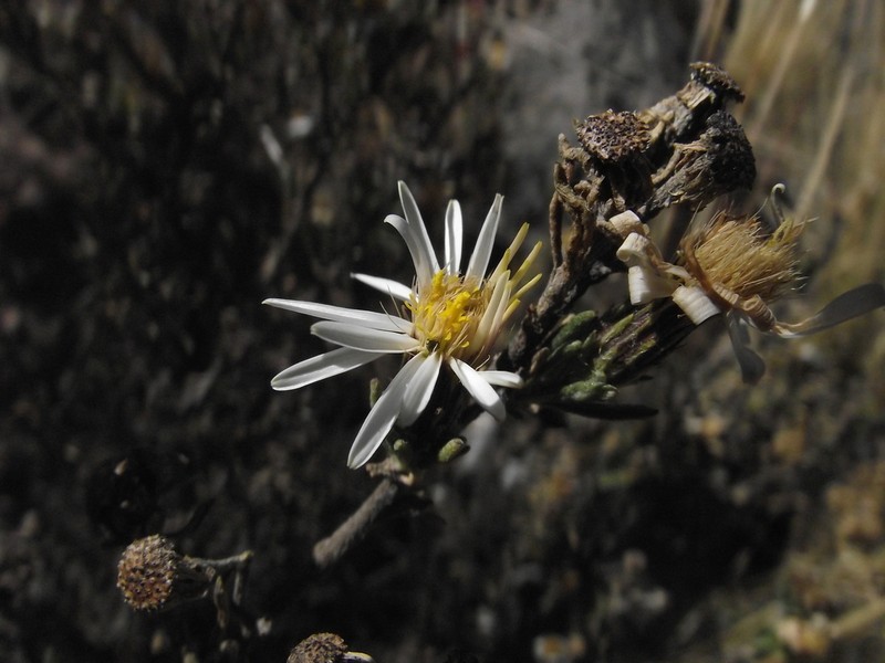 Diplostephium meyenii photo 3