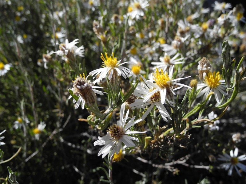 Diplostephium meyenii photo 4