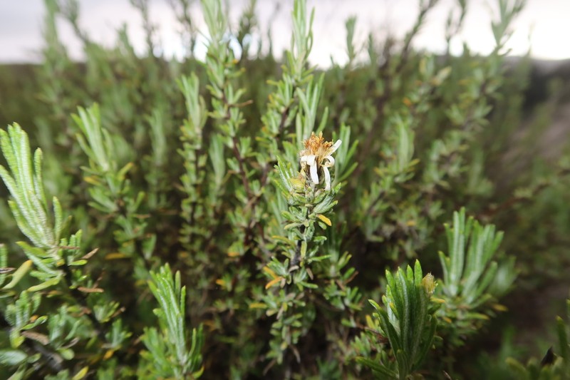 Diplostephium meyenii photo 5