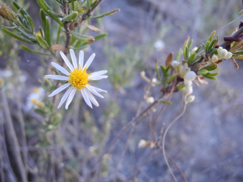 Diplostephium meyenii photo 6