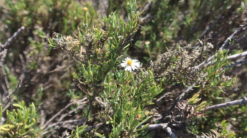 Diplostephium meyenii photo 7