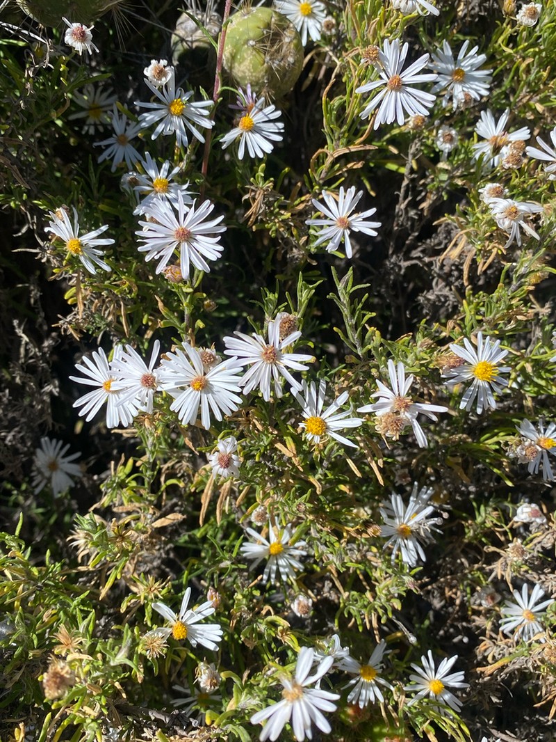 Diplostephium meyenii photo 8