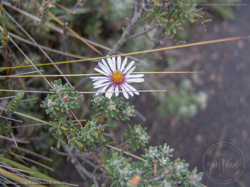 Diplostephium oblanceolatum