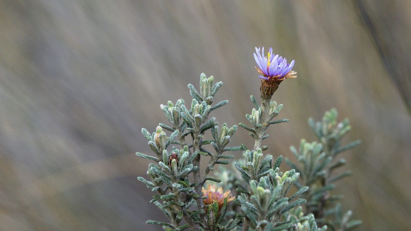 Diplostephium oblanceolatum photo 2