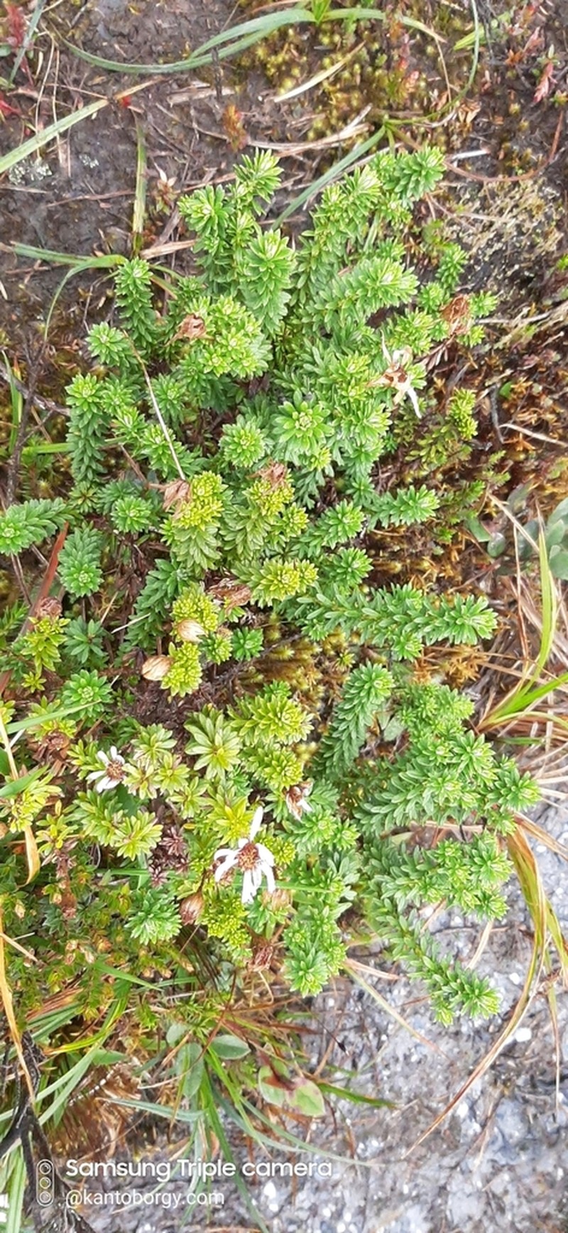Diplostephium oblanceolatum photo 3