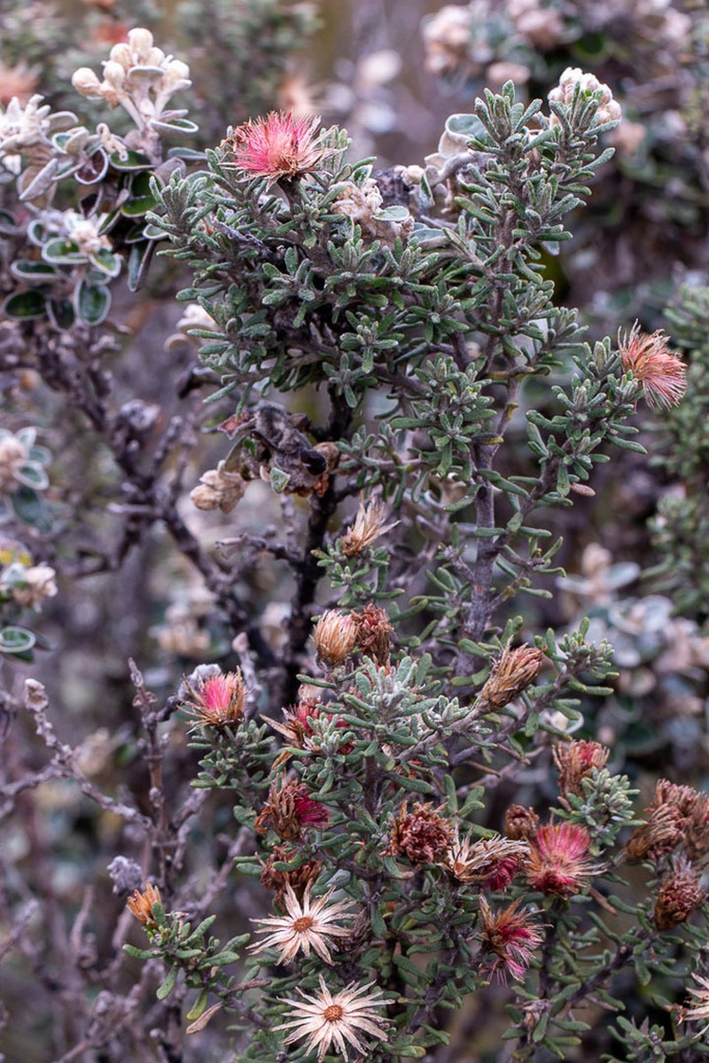 Diplostephium oblanceolatum photo 4