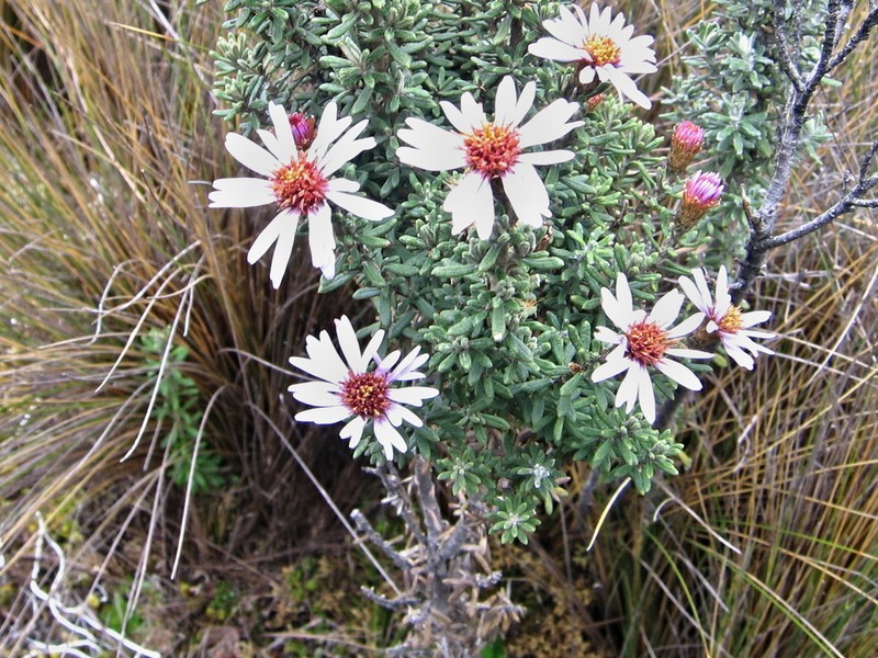 Diplostephium oblanceolatum photo 5
