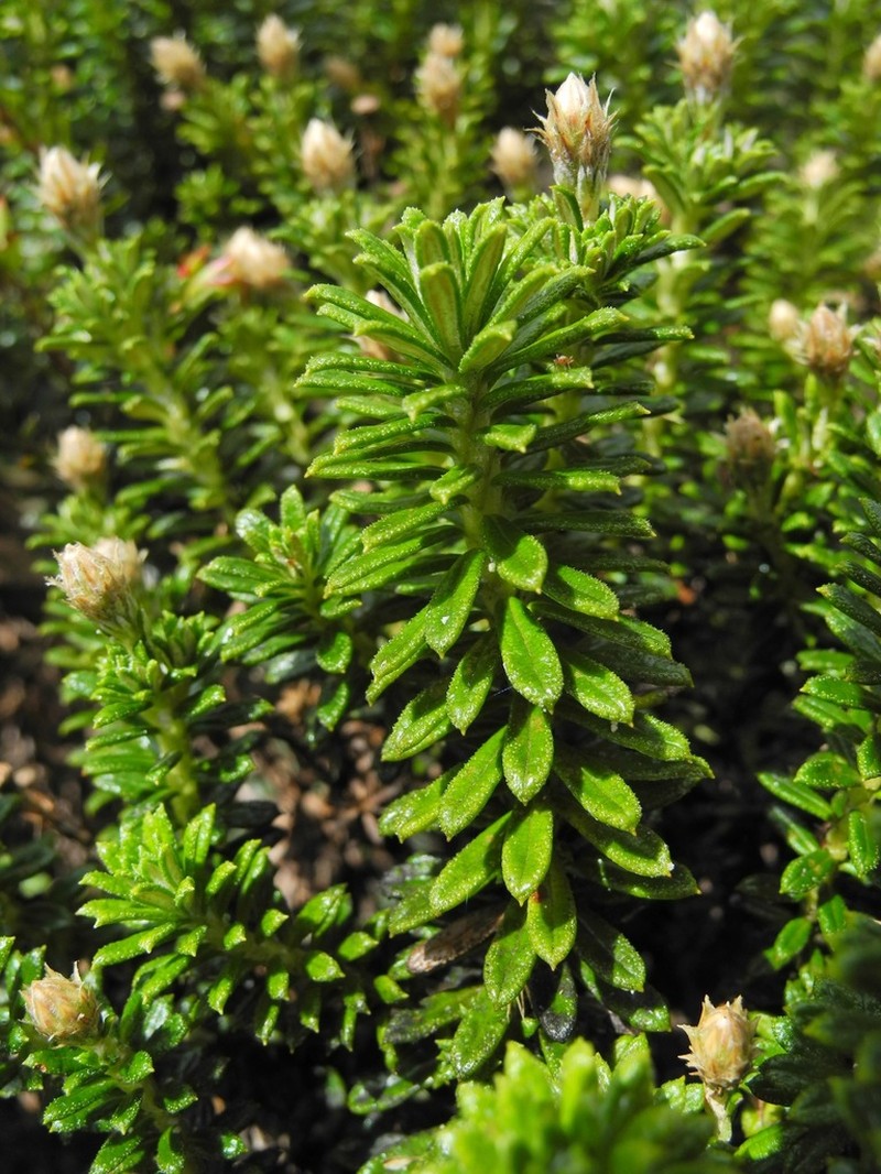 Diplostephium oblanceolatum photo 6