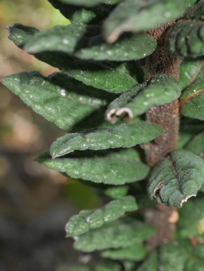 Diplostephium oxapampanum