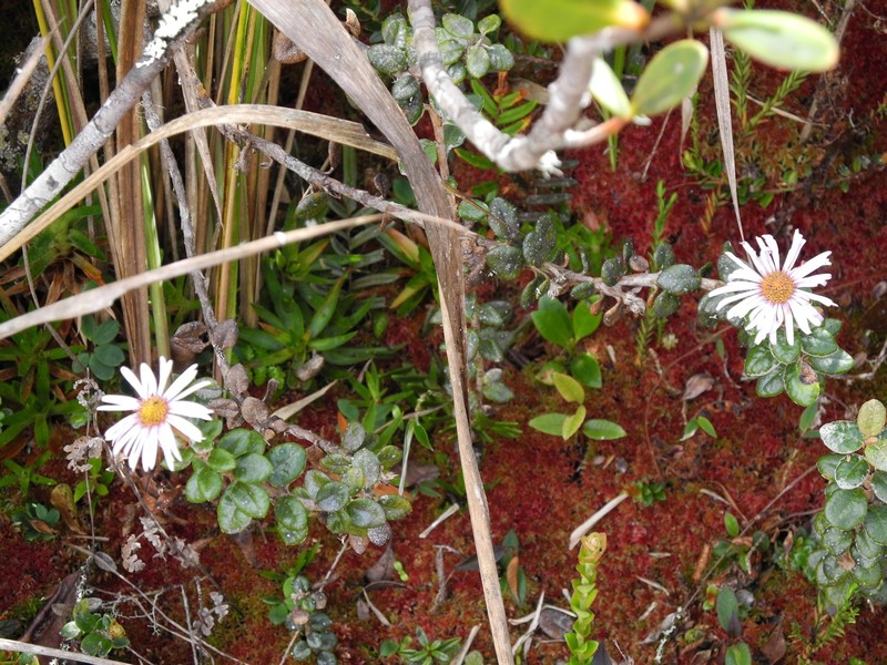 Diplostephium oxapampanum photo 3