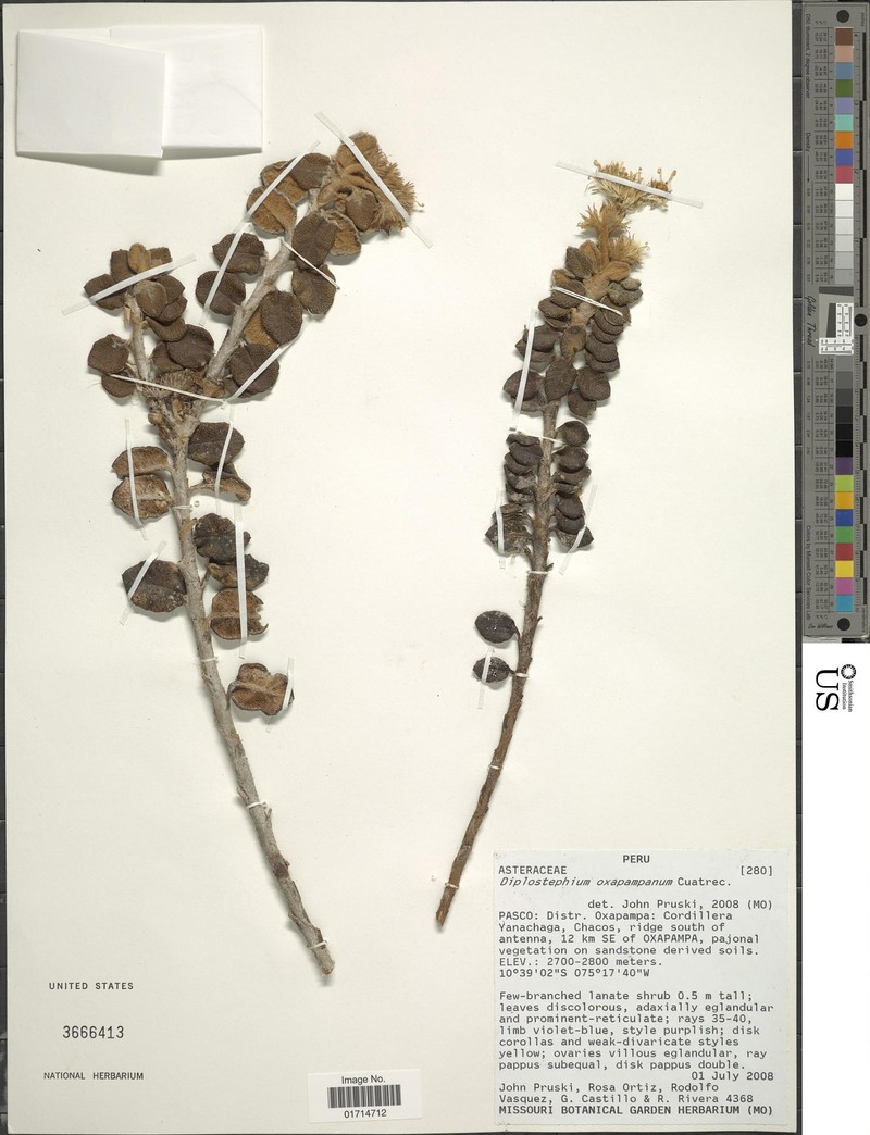 Diplostephium oxapampanum photo 4