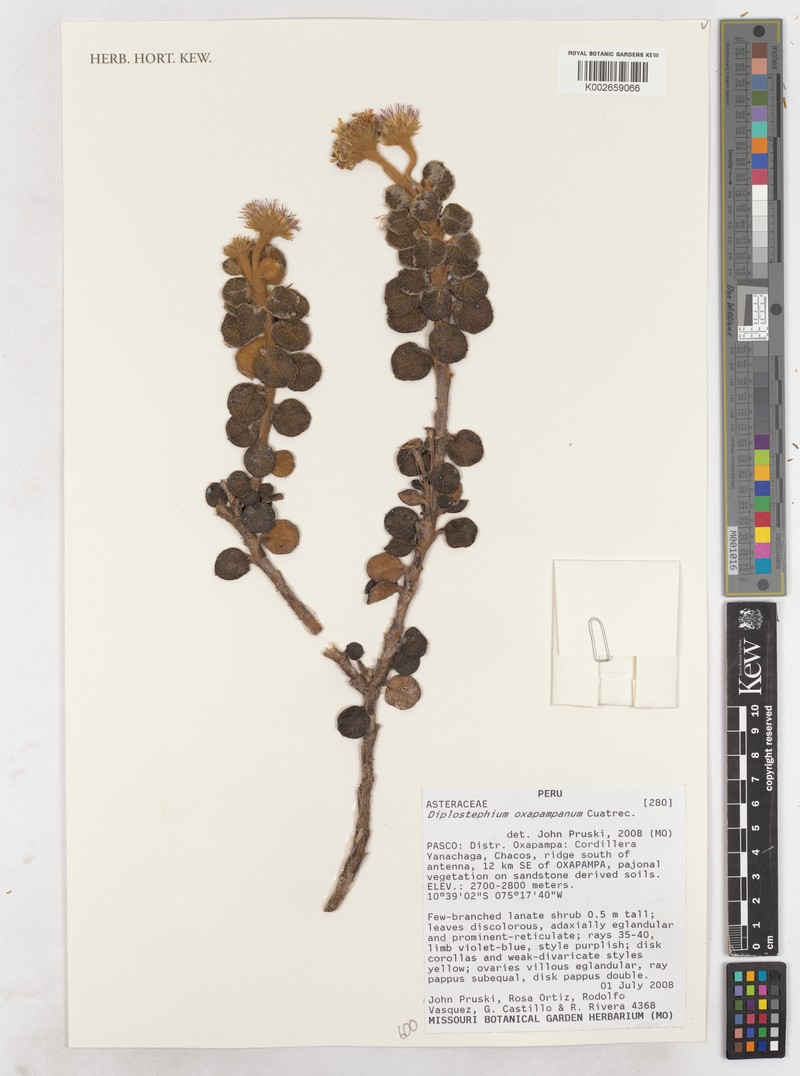 Diplostephium oxapampanum photo 5