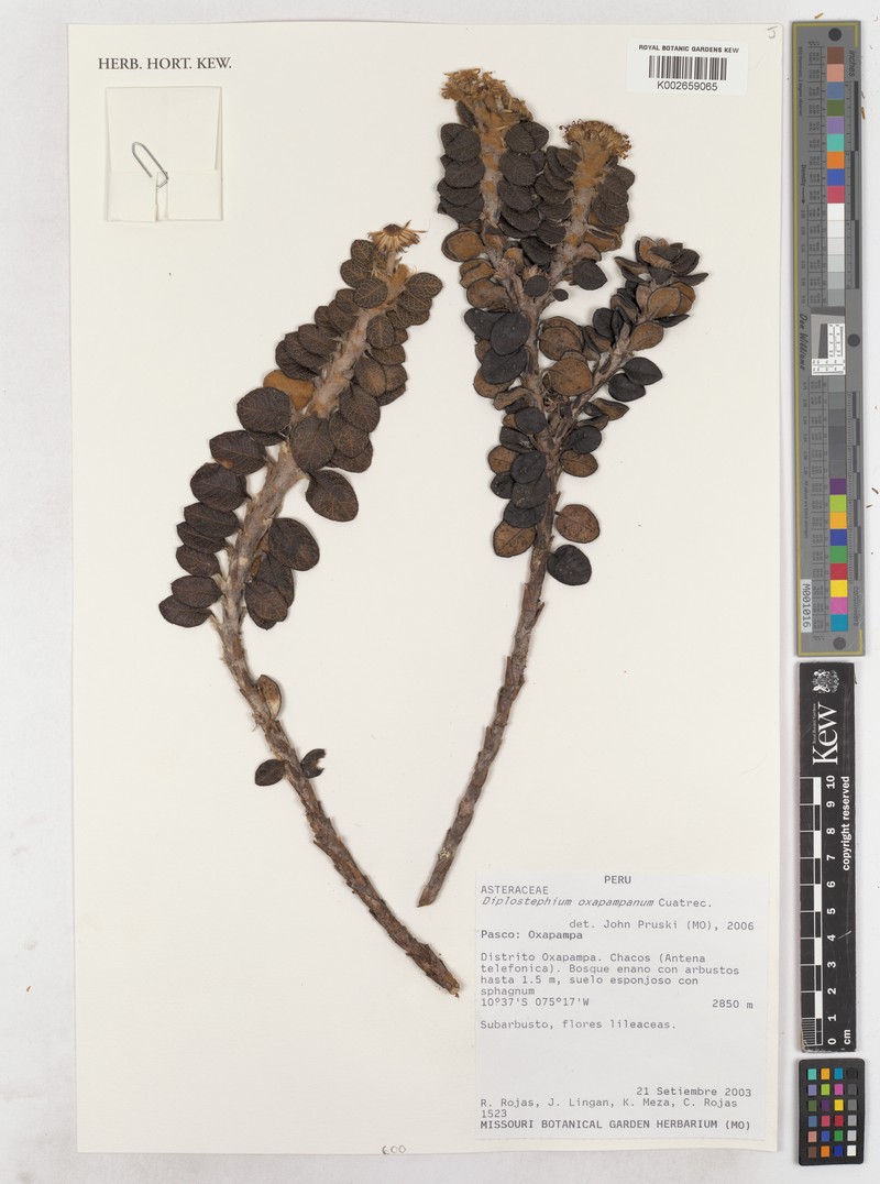 Diplostephium oxapampanum photo 6