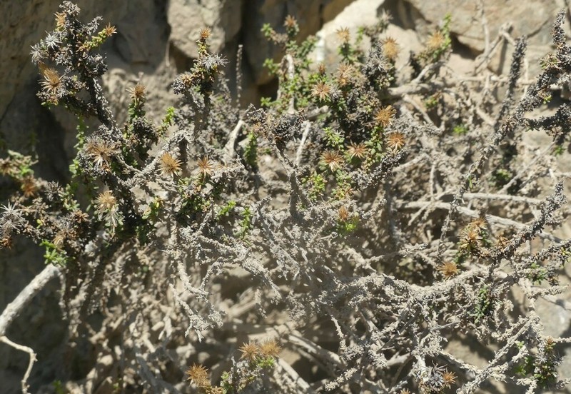 Diplostephium paposanum photo 2