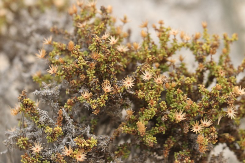 Diplostephium paposanum photo 3